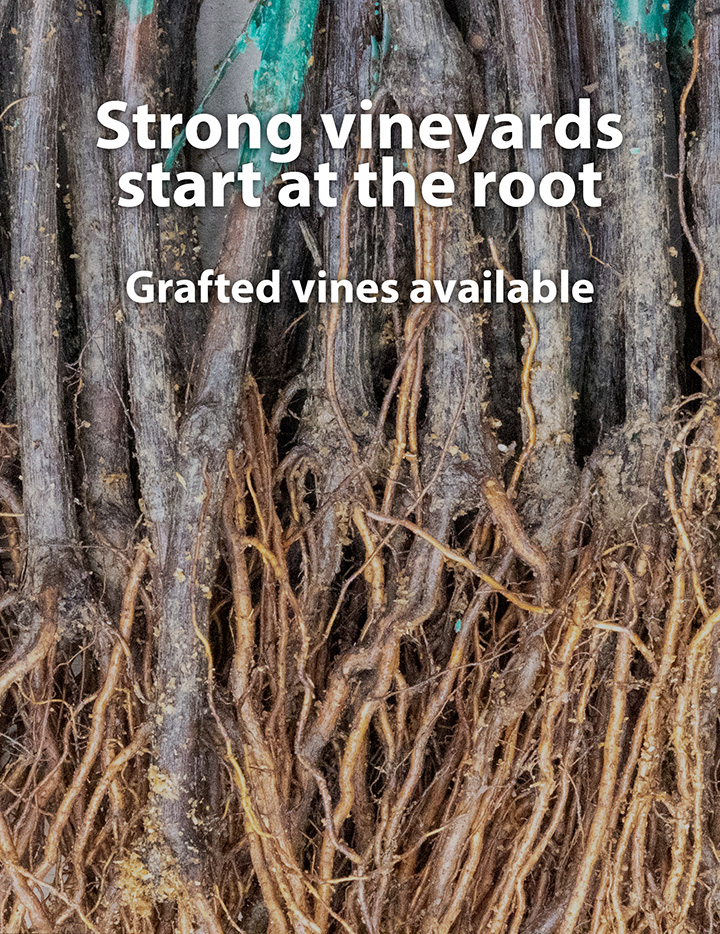 Polsinelli Enologia Srl