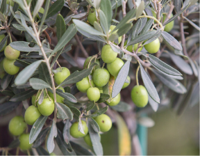 Olio