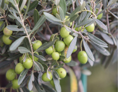 Aceite