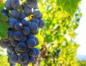 Wein