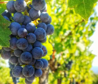 Wine