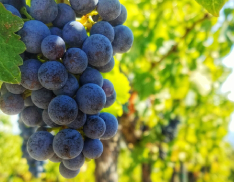Vino