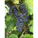 Abbuoto grafted vines (10 pcs)