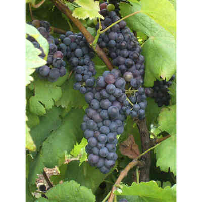 Abbuoto grafted vines (100 pcs)