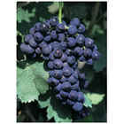 Aglianico di Taurasi grafted vines (10 pieces)