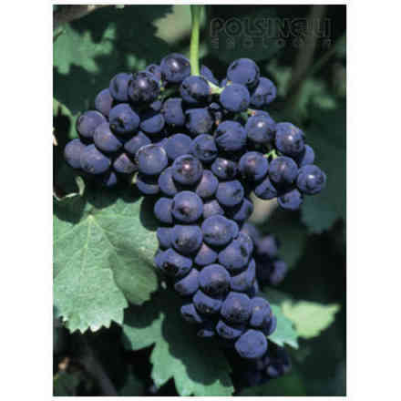 Aglianico di Taurasi grafted vines (10 pieces)