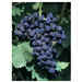 Aglianico Taurasi grafted vines (25 pieces)