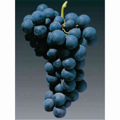 Barbatella Alphonse Lavallée Nera (100 pezzi) 