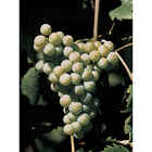 Barbatella Bellone (10 pezzi)