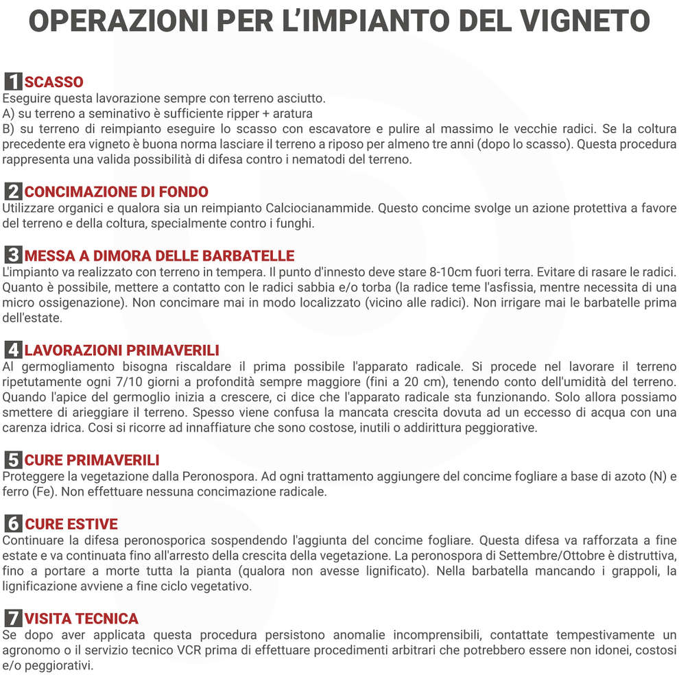 Barbatella Bellone (10 pezzi)