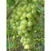 Barbatella Biancolella (25 pezzi)