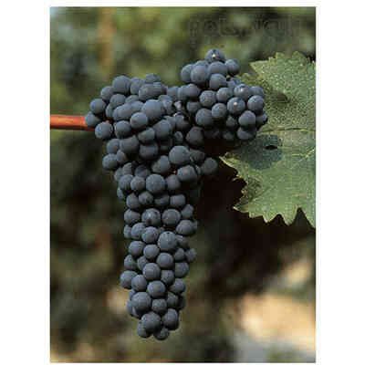Barbatella Cabernet Sauvignon (25 pezzi)