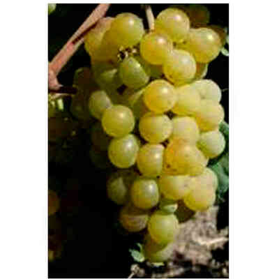 Barbatella Capolongo (25 pezzi)