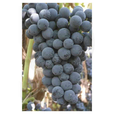 Barbatella Cesanese (10 pezzi)