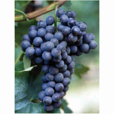 Barbatella Ciliegiolo (100 pezzi) 