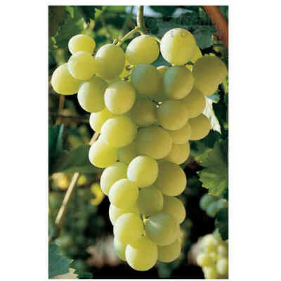 Barbatella Italia (25 pezzi) 