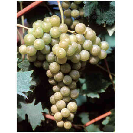 Barbatella Malvasia Candia (10 pezzi)