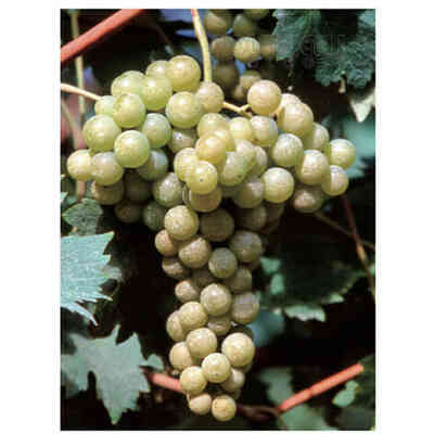 Barbatella Malvasia Candia (25 pezzi) 