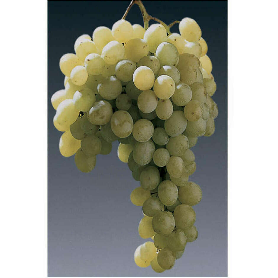 Barbatella Matilde (100 pezzi)