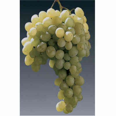 Barbatella Matilde (100 pezzi)