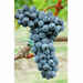 Barbatella Merlot Kanthus Resistente (100 pezzi) 