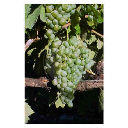 Barbatella Pampanaro (10 pezzi)