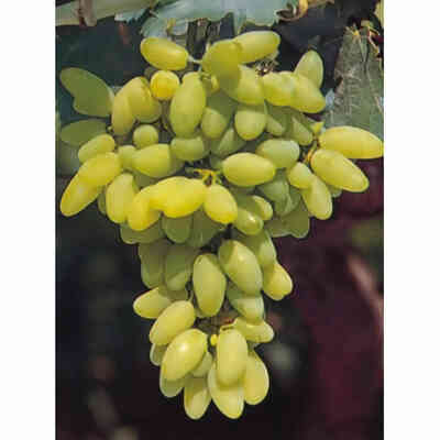 Barbatella Pizzutello Bianco (25 pezzi)