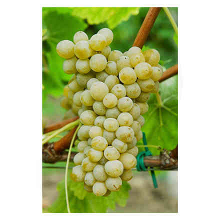 Barbatella Sauvignon Nepis Resistente  (10 pezzi) 