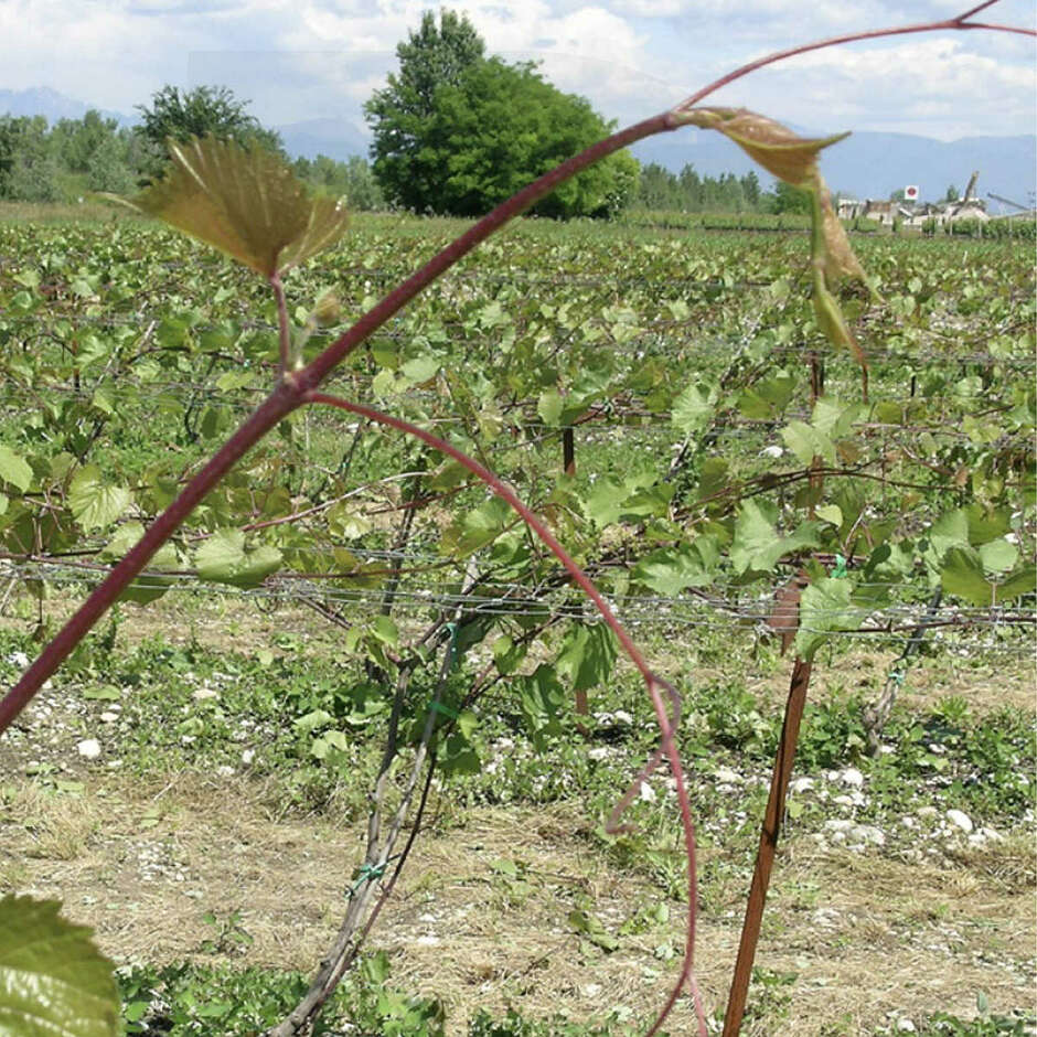 Barbatella Selvatica (25 pezzi)