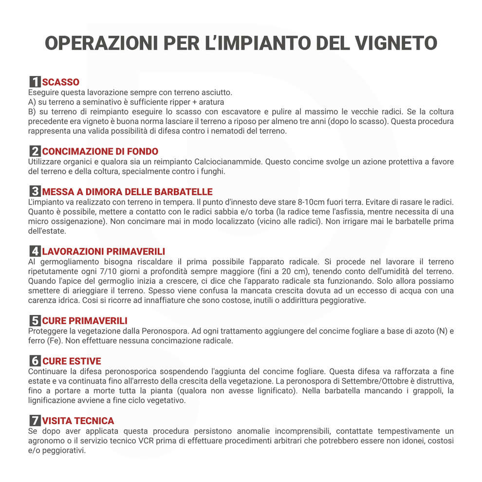 Barbatella Syrah (10 pezzi)