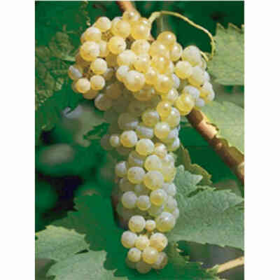 Barbatella Trebbiano Toscano (100 pezzi) 
