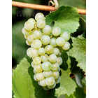 Barbatella Verdicchio (10 pezzi)