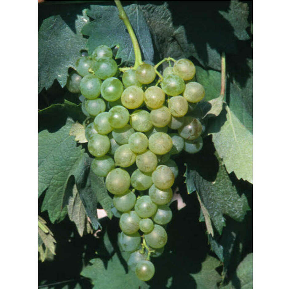 Barbatella Di Vite Innestata Moscato Bianco (25 Pezzi) – Pianta Da Frutto Generica