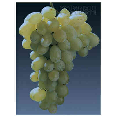 Barbatella Victoria (25 pezzi)