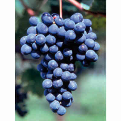 Barbera (25 pièces) 