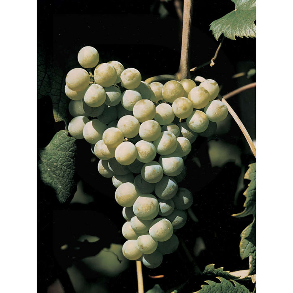 Bellone (10 piezas)