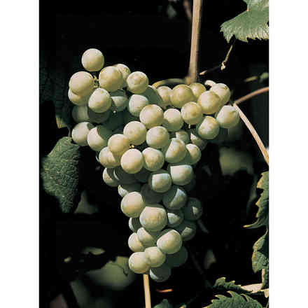 Bellone (10 piezas)