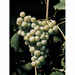 Bellone (25 piezas)