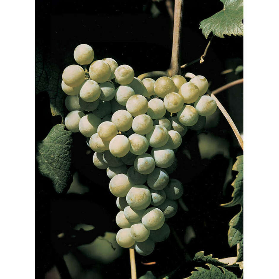 Bellone Stecklinge (25 stück) Wein | Polsinelli Enologia