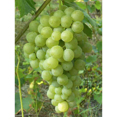 Biancolella grafted vines (25 pieces)