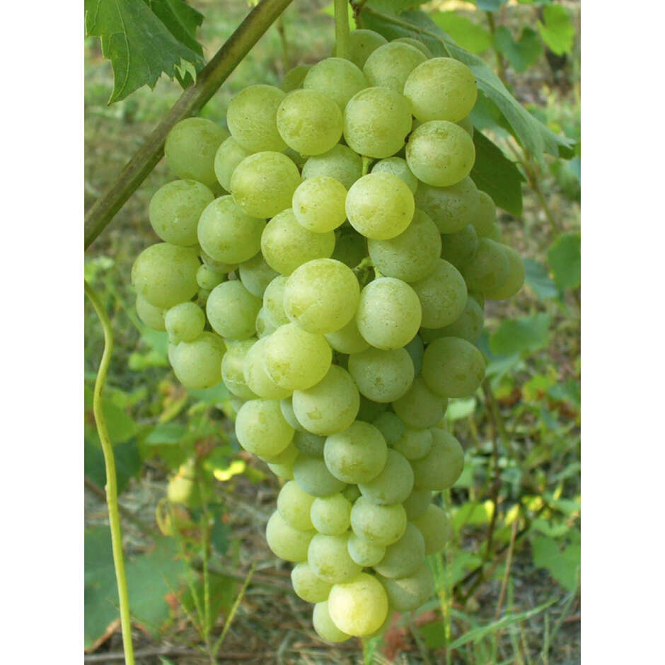 Plantas de vid Biancolella (25 piezas)