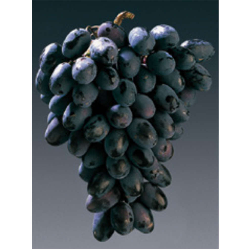 Black Magic grafted vines (10 pcs)