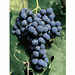 Cabernet Franc (100 piezas)
