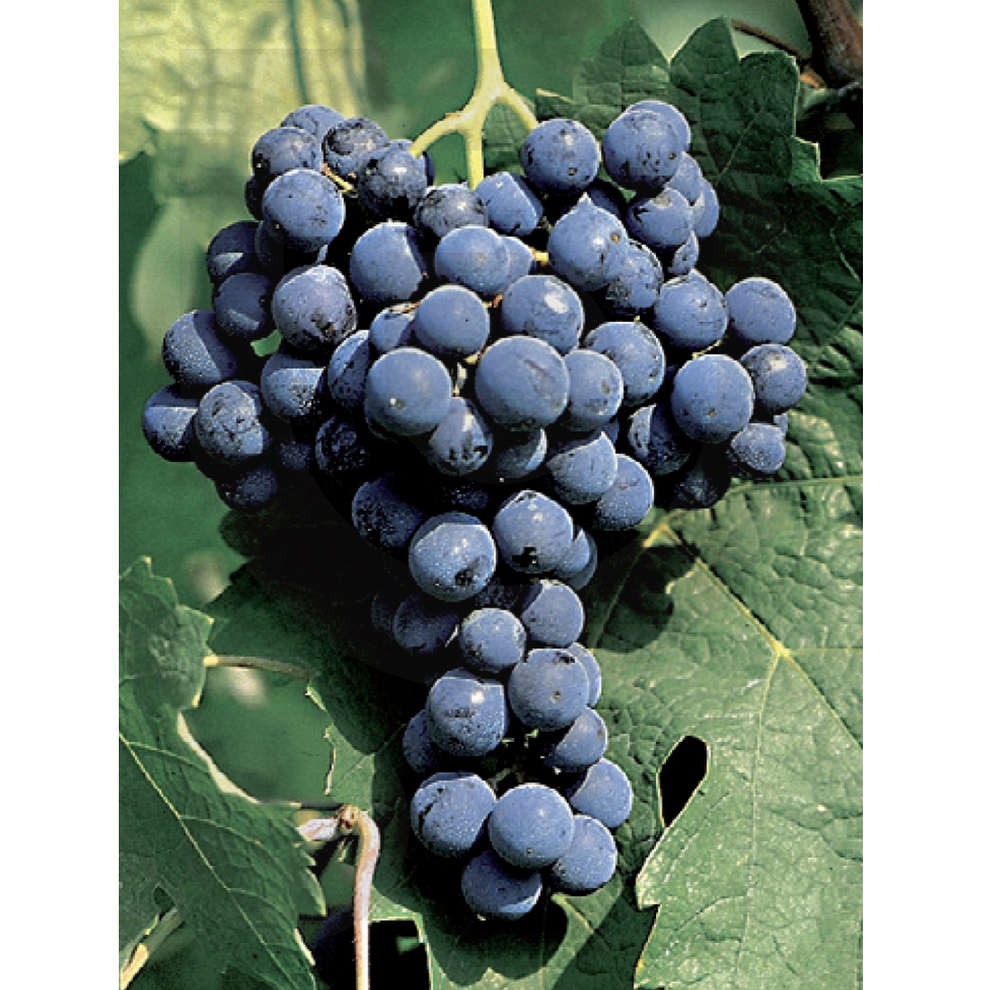 Cabernet Franc grafted vines (10 pieces)