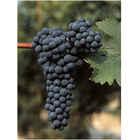 Cabernet sauvignon grafted vines (10 pieces)