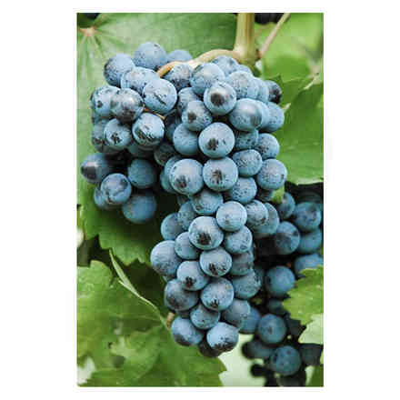 Cabernet Volos Stecklinge (10 stück)