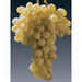 Carati grafted vines (10 pcs)