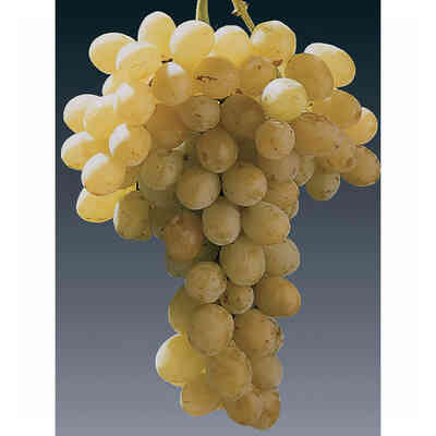 Carati grafted vines (100 pcs)