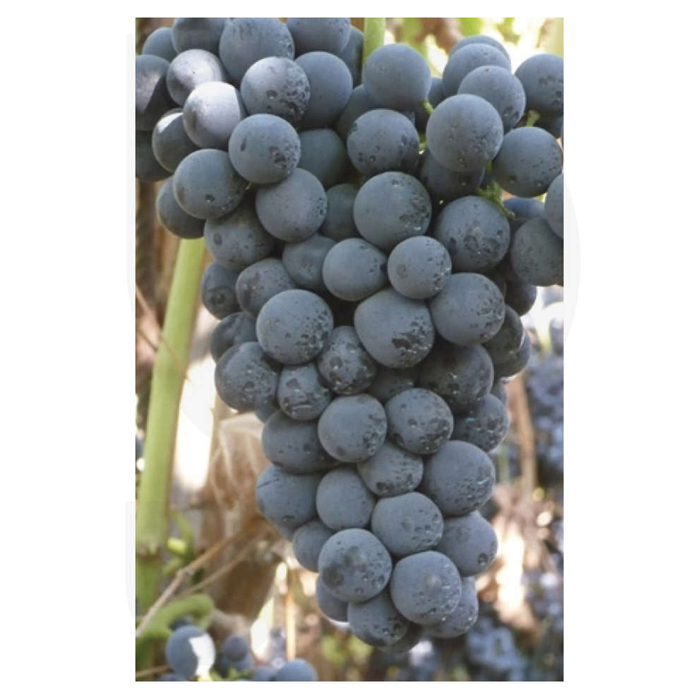 Cesanese (10 piezas)