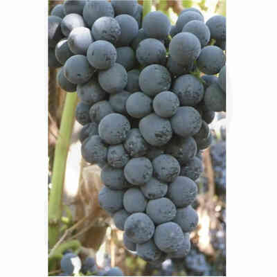 Cesanese grafted vines (25 pieces)